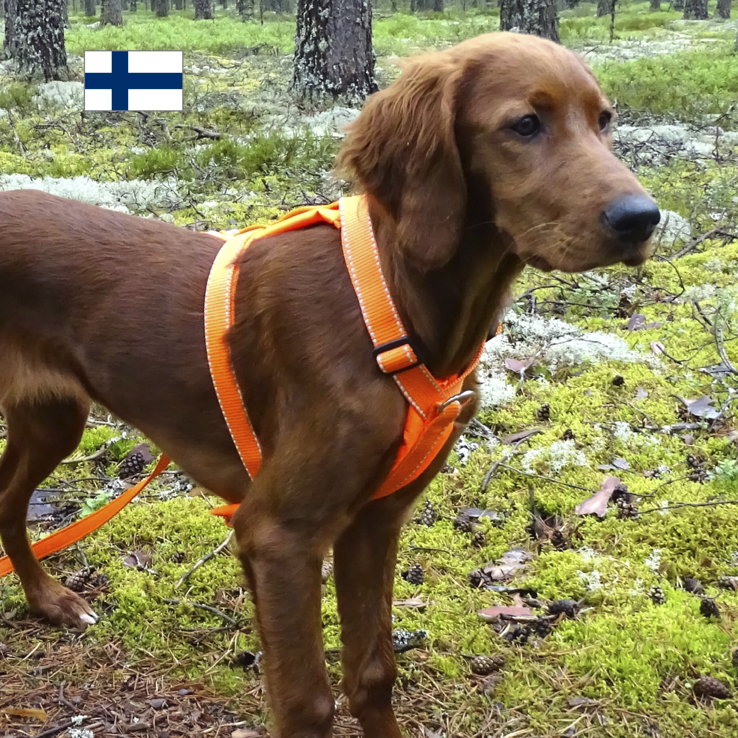 elva oranssi valjas elva oranssi valjas