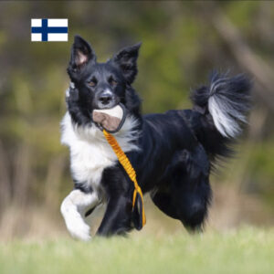 joustonamis namipallo oranssi musta