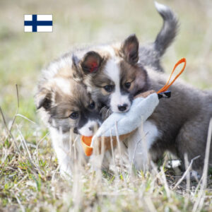 söpis mokkatyyny